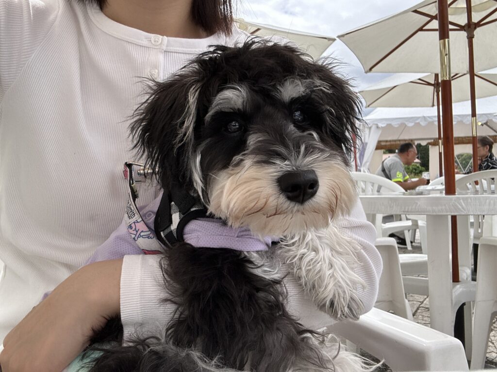 札幌ドイツ村のビアガーデンを犬連れで楽しむ犬