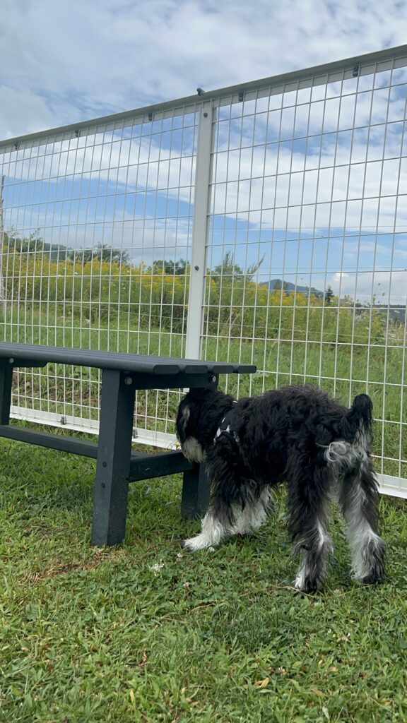 Retreat Furanoの天然芝ドッグランで愛犬と遊べる